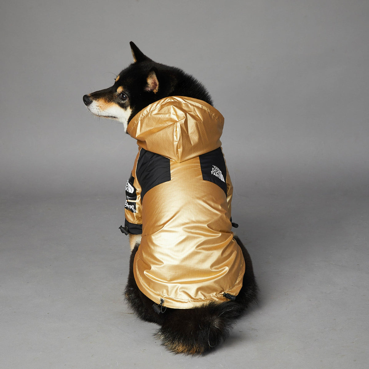 Veste de pluie dorée pour chien – détail du modèle