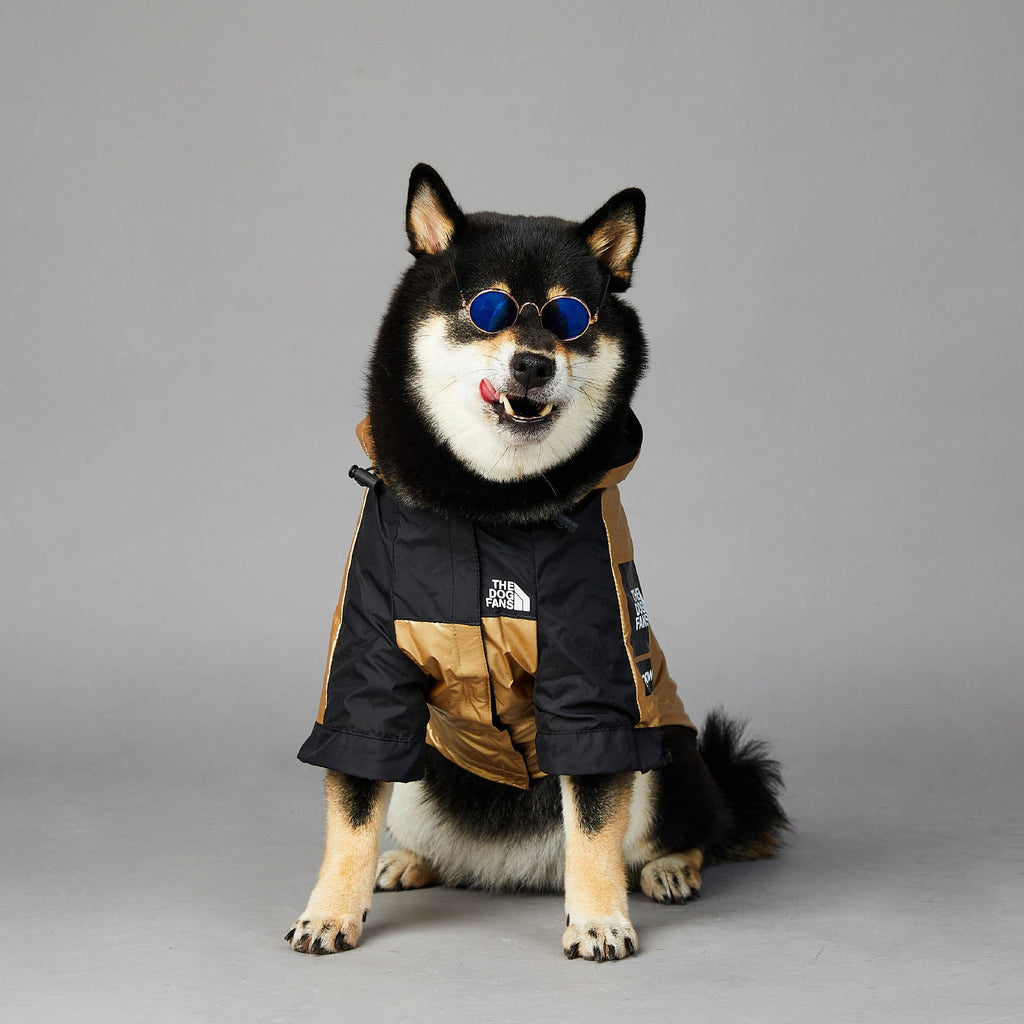 Imperméable doré pour chien – coupe et finitions