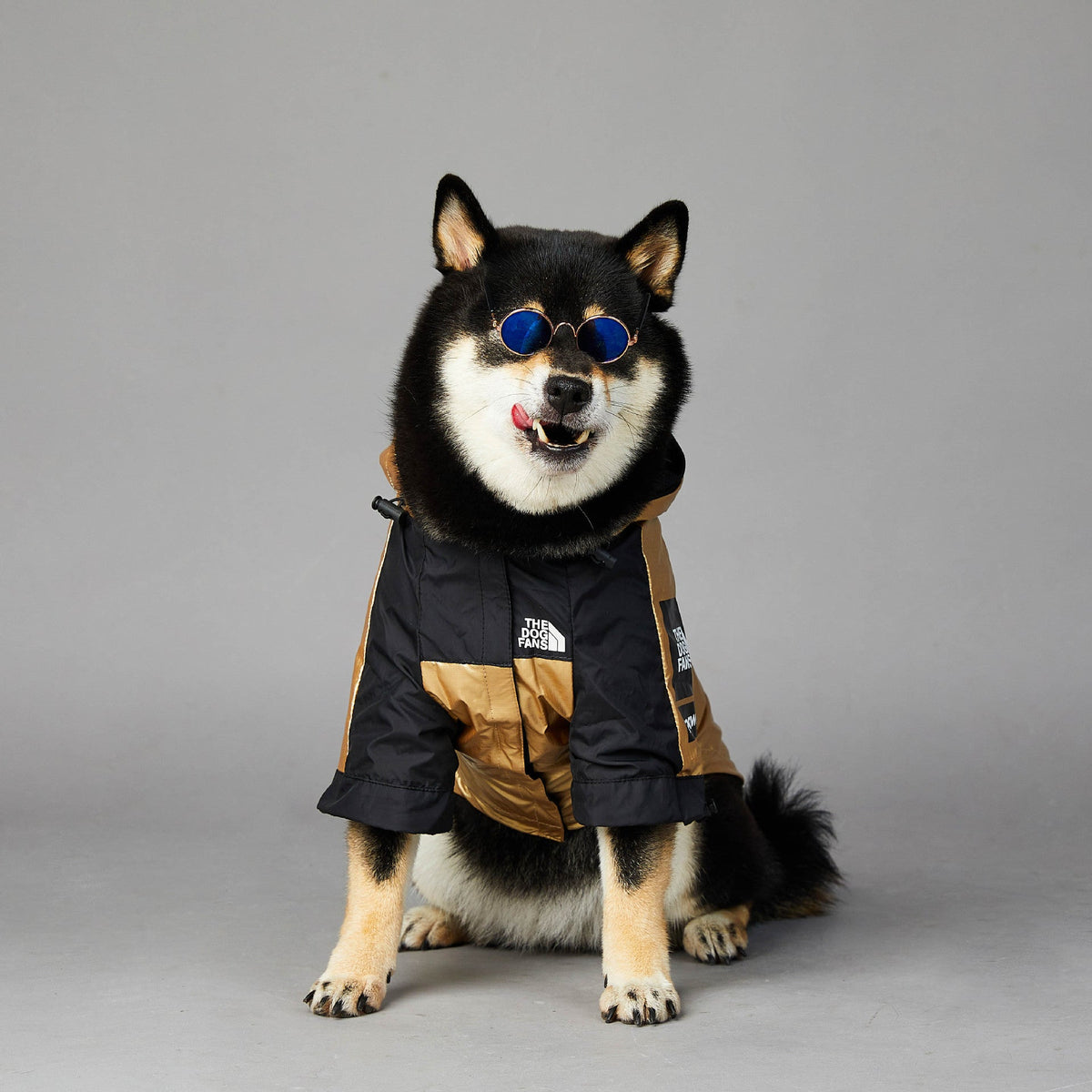 Imperméable doré pour chien – coupe et finitions